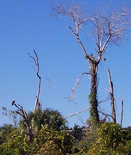 Osprey in dead tree.