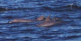 Dolphins jump in the Indian River Lagoon.
