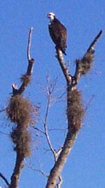 Osprey in dead tree with airplants.