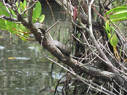 Snake in the mangroves