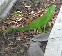 Small green iguanna