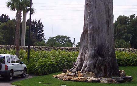 The old Cypress stump.