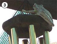 Cuban Tree Frog on windchimes