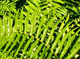 Ferns grow in profusion.