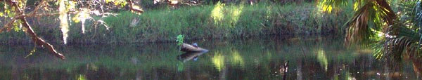 Turtle on a log on Turkey Creek