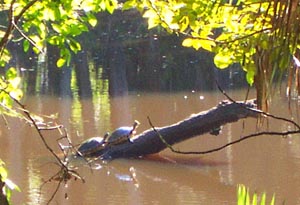 Turtles share a sunny spot on a log.