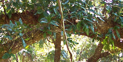 Branches, vines and leaves make a thick shady canopy. 