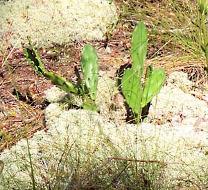 Cactus, wire grass, moss and pine needles cover the ground in dry areas. 