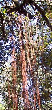 Roots hang down from overhead.