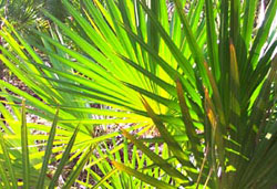 Palm Fronds in Sunlight.
