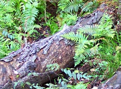 Ferns grow over fallen pine logs. 