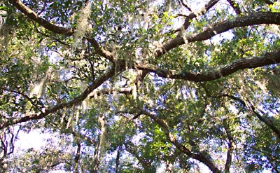 A lacy canopy of tree branches.