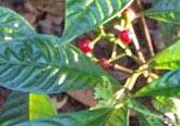 Red berries and glossy green leaves.