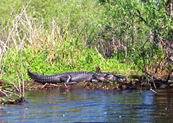 A-011 Alligator on bank