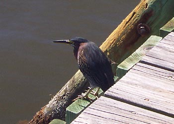 BD-001 Bird on a Dock