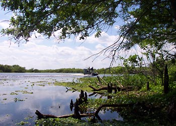 B-003 Airboat passing cypress trees