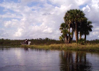 B-008 Airboat passing Cabbage Palm island
