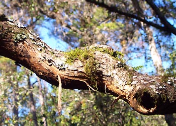 C-001 Moss on a branch