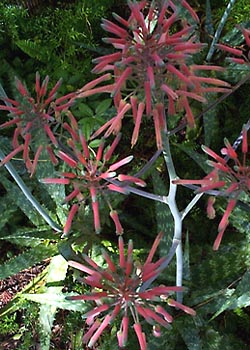 C-004 Aloe Blooms