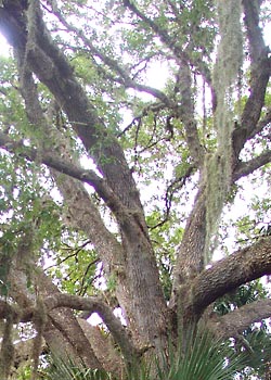C-006 Oak tree with spanish moss