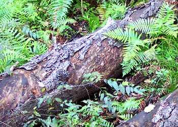 C-010 Pine log and ferns