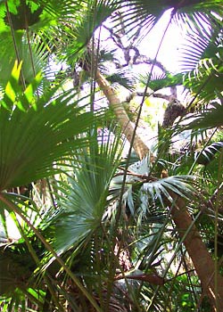 C-013 Palm fronds
