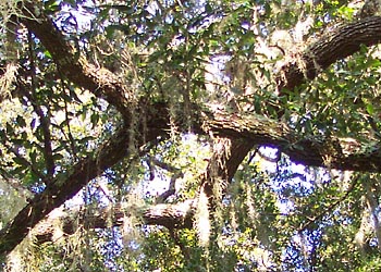 C-014 A canopy of tree branches