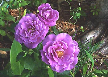 F-001 Purple Roses