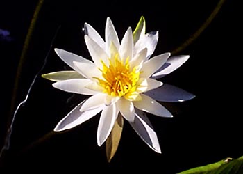 F-013 Water Lily