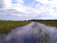Airboat trail leading to the Cabbage Palms
