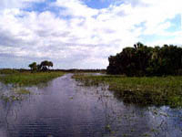 Airboat trail leading to the Cabbage Palms