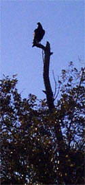 Buzzard in tree