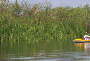 Gator eating kayak