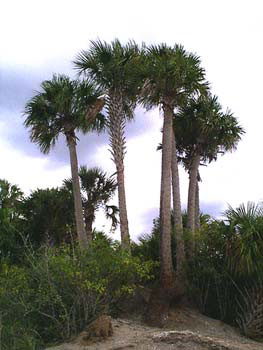 A mound of Cabbage Palms