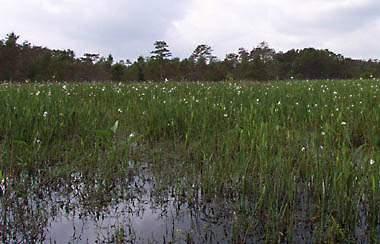 White flowers in the marsh