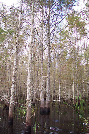 The edge of the cypress swamp