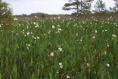 White flowers in the marsh