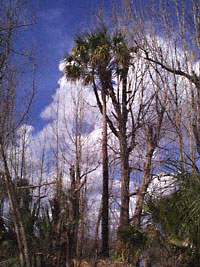 Dead Trees on Mosquito Island