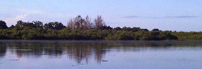 Mosquito Island across Little Sawgrass lake.