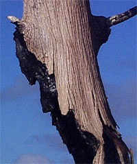 Burnt cypress tree