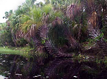 Several leaning palm trees
