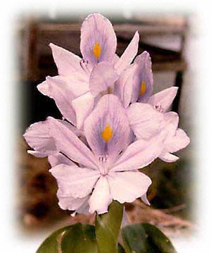 Hyacinth Bloom