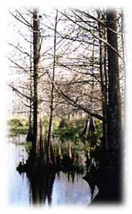 Cypress trees in the winter