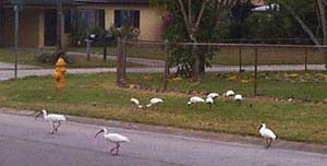 Neighborhood flock of Ibis