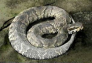 Cottonmouth Snake Pictures