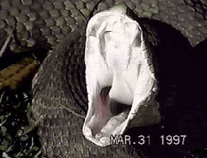 The white jaws of a striking Cottonmouth.